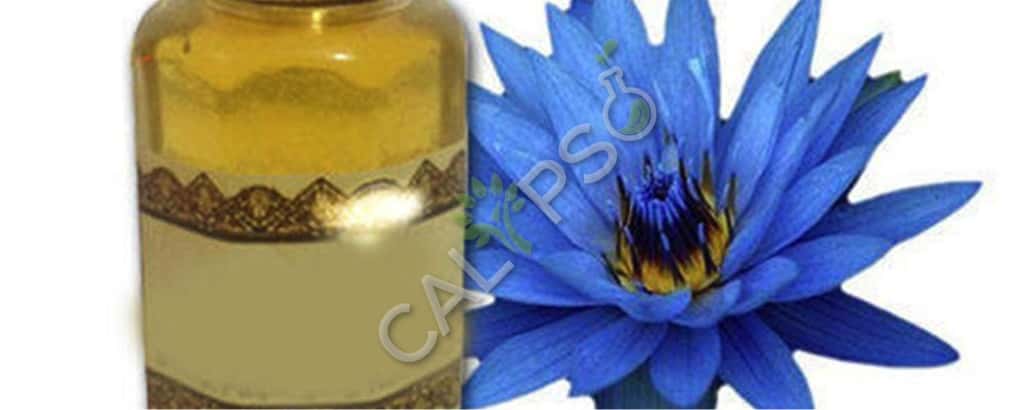 Lotus Blue Absolute Oil Benefits